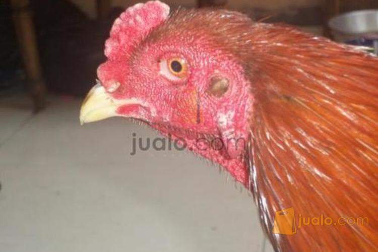 Ayam Bangkok Farm Jawara Super Doom Merah Api Semarang Jualo