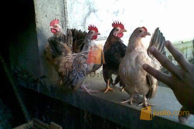 Menjual Ayam Serama Anakan Dn Indukan Murah Di Cilacap Purwokerto