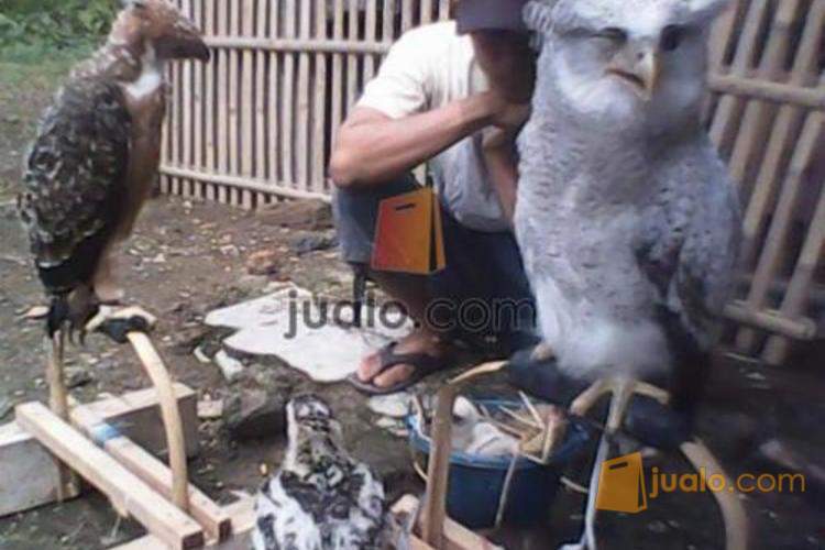 43 Koleksi Tempat Jualan Burung Hantu Di Bandung HD