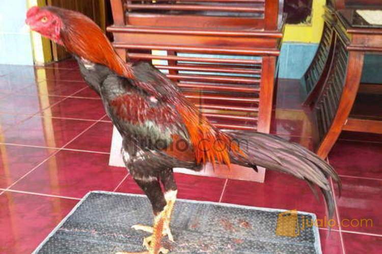 Ayam Bangkok Super Kab Pamekasan Jualo