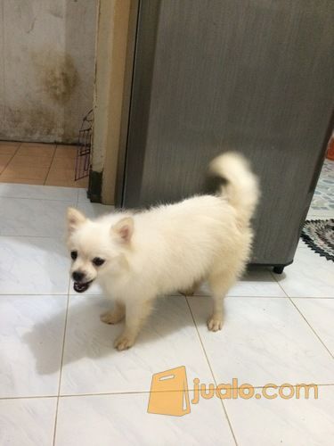 20+ Anjing pom mini update