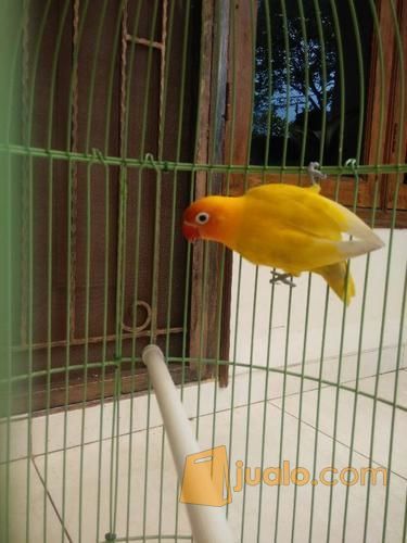 47++ Harga burung lovebird paskun terbaru