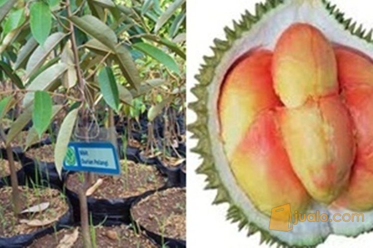 Download 4200 Koleksi Gambar Durian Pelangi  Gratis HD