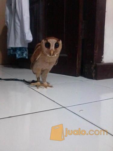 53 Jual Burung Hantu Di Bandung HD Terbaik