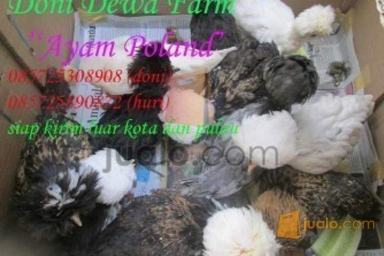 Ayam Poland Jambul Ayam Hias Lainya Magelang Jualo