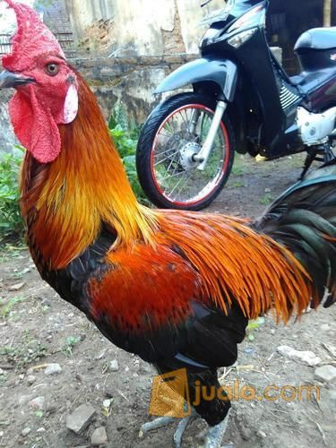 Ayam Pelung Jantan Jinak Kab Jombang Jualo