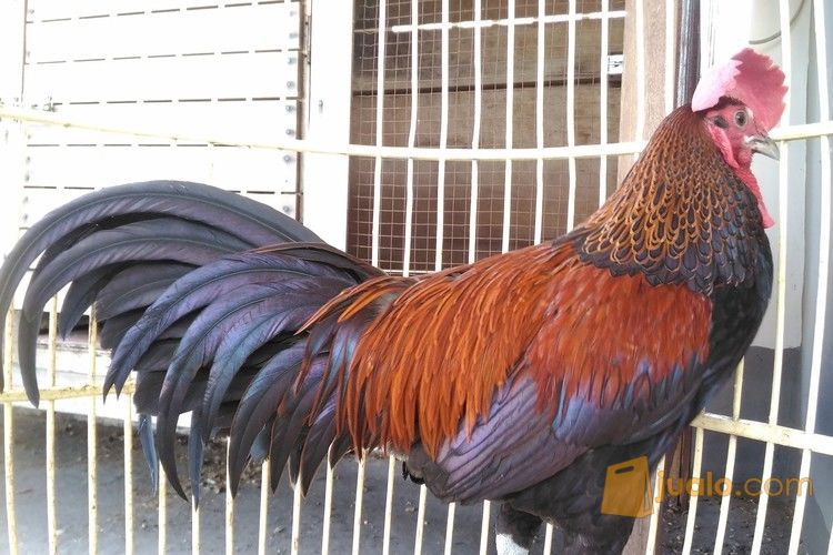 Ayam Bekisar Merah Jms Surabaya Surabaya Jualo