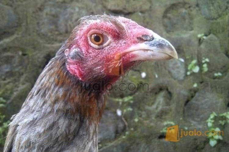 Babon Ayam Birma Telur Hijau Yogyakarta Jualo