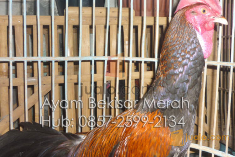 Jual Ayam Bekisar Merah Umur 1 Tahun Yogyakarta Jualo