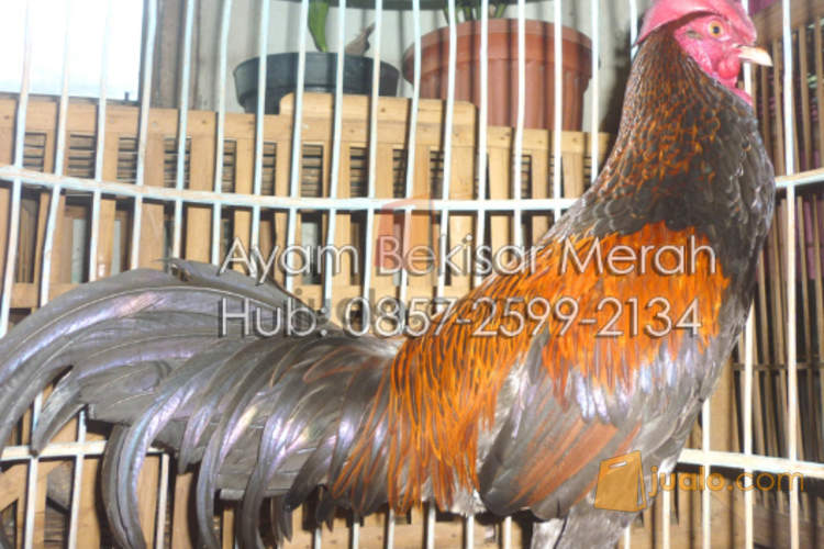 Jual Ayam Bekisar Merah Umur 1 Tahun Yogyakarta Jualo