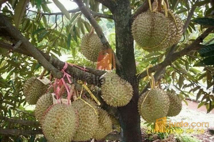 Download 51 Gambar Durian Kaki 3  Gratis