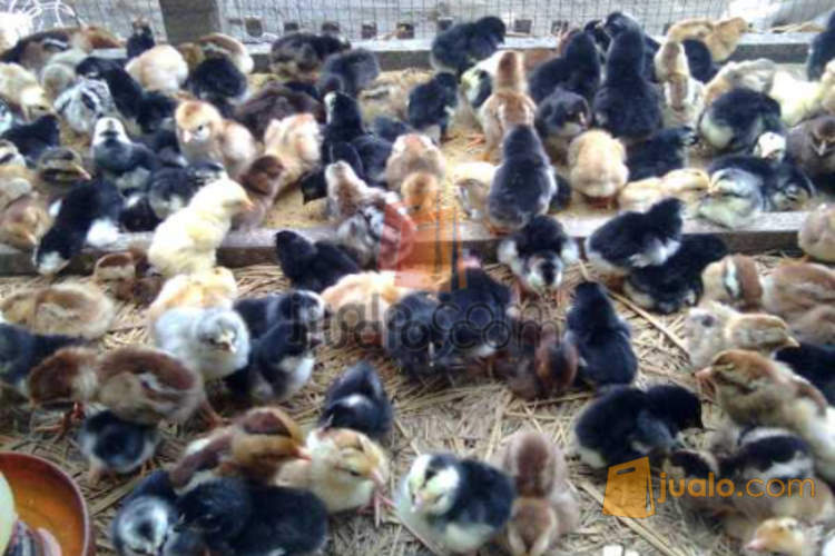 Doc Ayam Kampung Super Mujur Jakarta Barat Jualo