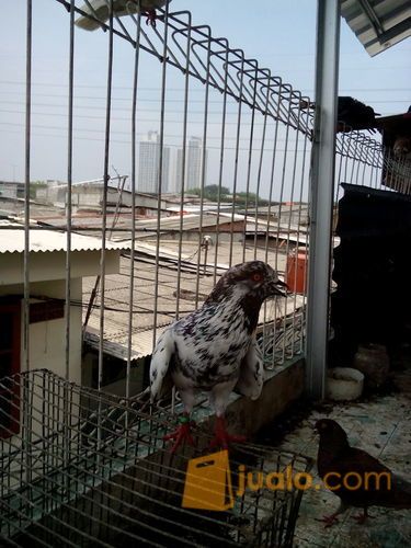 Burung Merpati Tinggian Kolongan Players Jakarta Utara Jualo