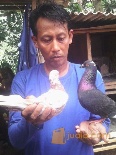 Burung Merpati Juara Depok Jualo