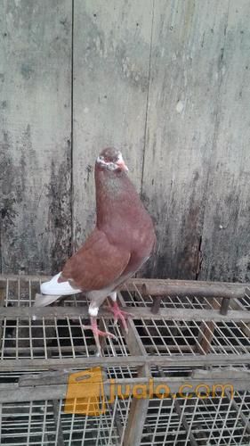 Burung Merpati Bagus Harga Terjangkau Kab Tasikmalaya Jualo