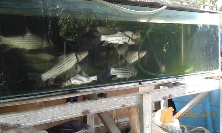 Ikan Predator Besar Monster Depok Jualo