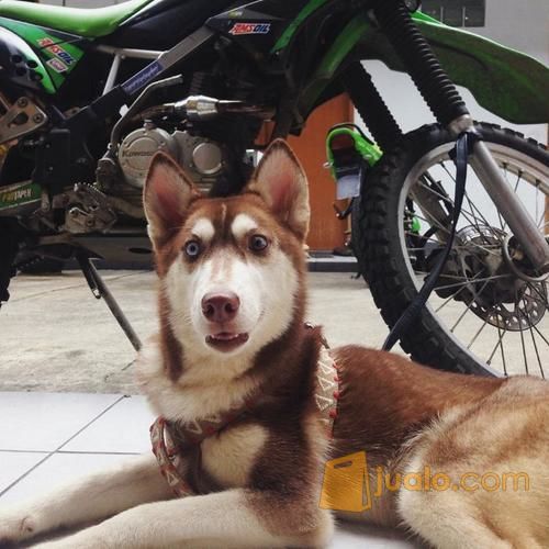 18+ Harga kandang anjing husky info