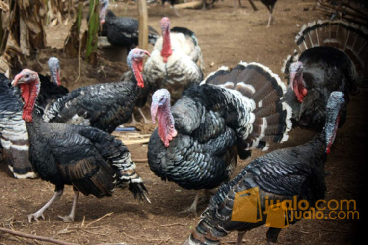 Ayam Kalkun Berkualitas Surabaya Jualo