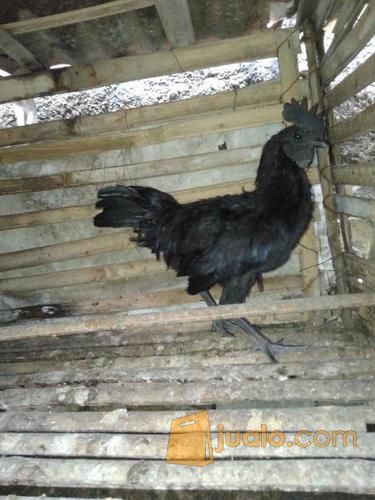 Ayam Cemani Jantan Bogor Jualo