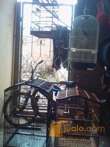 Borongan burung jsj,nias, lb, pleci  Bekasi  Jualo