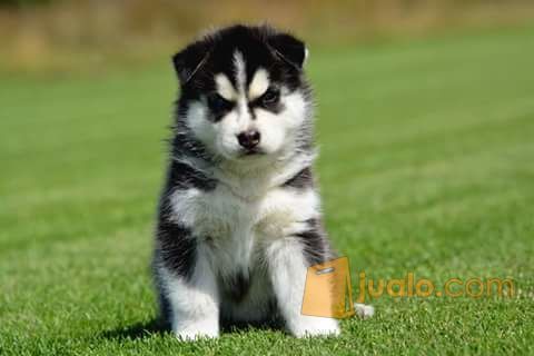 31+ Anak anjing husky lucu new