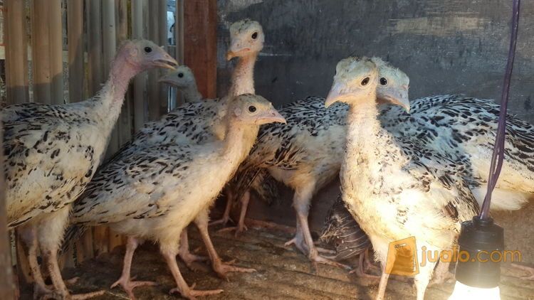 Anakan Ayam Kalkun Umur 2 Bulanan Khusus Penghobi Daerah Bekasi