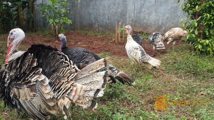 Anakan Ayam Kalkun Umur 2 Bulanan Khusus Penghobi Daerah Bekasi