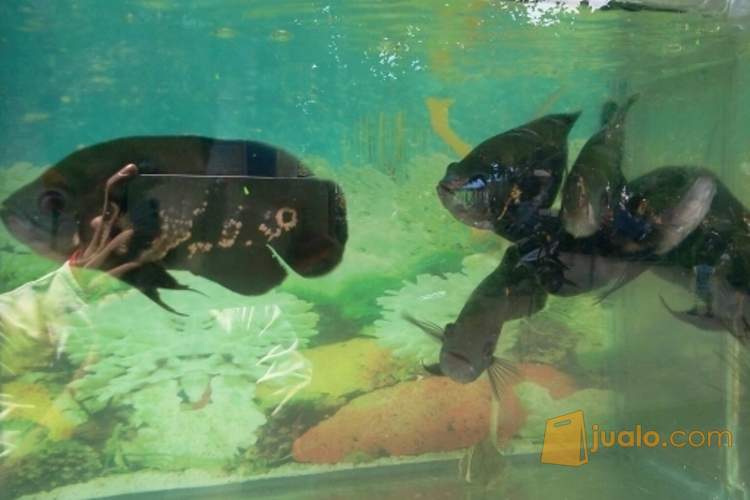 Ikan Hias Oscar Jakarta Timur Jualo