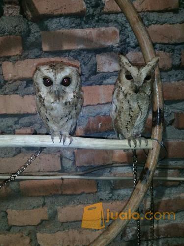 Burung hantu  scops owl celepuk Jakarta Selatan Jualo
