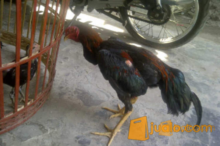 Ayam Bangkok Umur 5 Bulanan