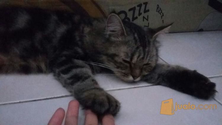 Kucing Persia Medium Dan Perlengkapannya Semarang Jualo