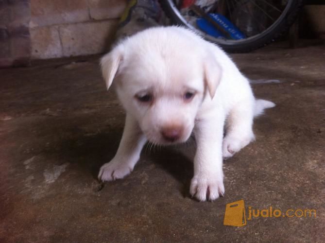 Anjing Kampung Warna Coklat - Sigila Mencurah Pedih