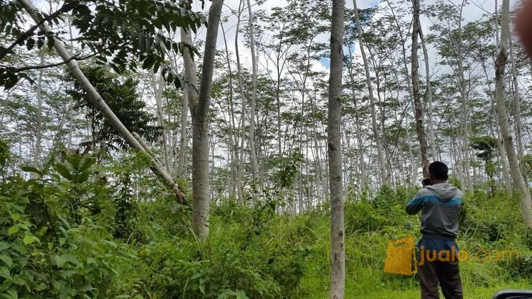  Kayu pohon Albasia Kab Sukabumi Jualo