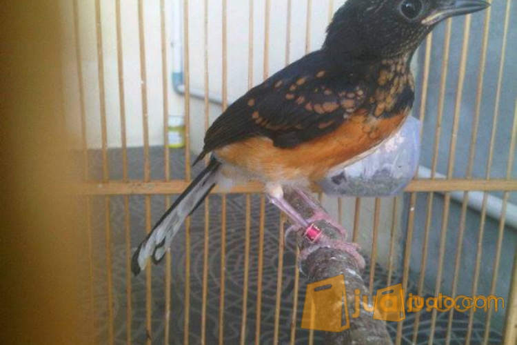 13++ Burung murai medan anakan terbaru